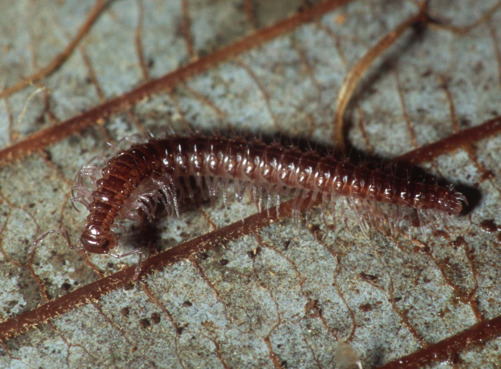 Представитель Семейства Conotylidae